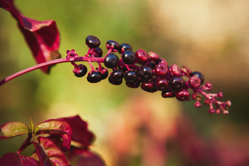 Beautiful cluster of autumn fruits