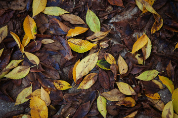Fallen leaves of trees