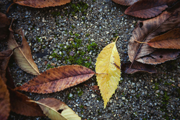 Fallen leaves of trees