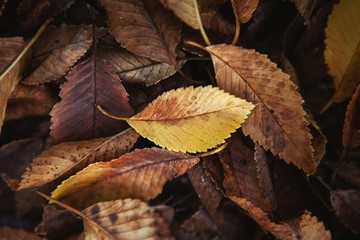 Fallen leaves of trees