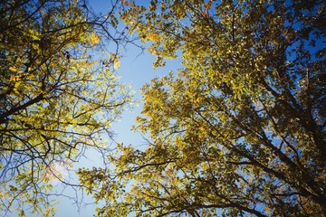 The tops of the trees