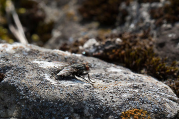 Käfer
