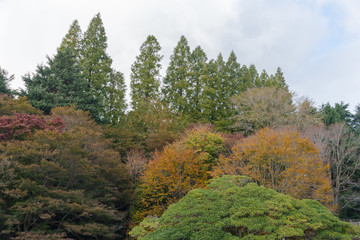 秋の六甲山の木々