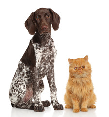 Cat and dog on a white background