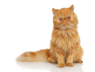 Persian cat