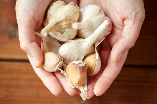woman hands holding garlic