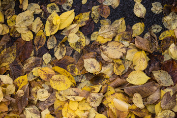 Muddy yellow wet autumn leaves background texture