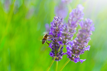 Honey bee on blooming Lavender bush in a shallow depth of field