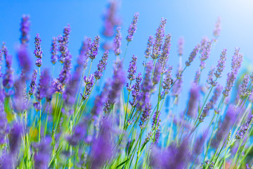 Blooming Lavender bush in a shallow depth of field backlight is
