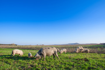 Naklejka na ściany i meble Pigs and piglets grazing in a field pasturage under blue sky. Natural organic agriculture. Farming.
