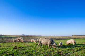 Obraz premium Pigs and piglets grazing in a field pasturage under blue sky. Natural organic agriculture. Farming.