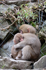 寒いよー　地獄谷