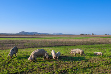 Pigs and piglets grazing in a field pasturage under blue sky. Natural organic agriculture. Farming.