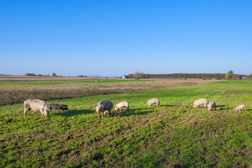 Pigs and piglets grazing in a field pasturage under blue sky. Natural organic agriculture. Farming.
