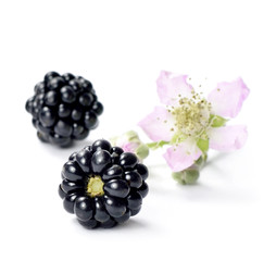 Fresh blackberries and blackberry flower, isolated on white background.