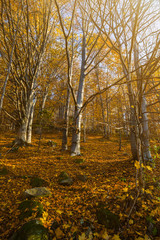 Romantic morning in mountain forest of the beech tree. Early mor