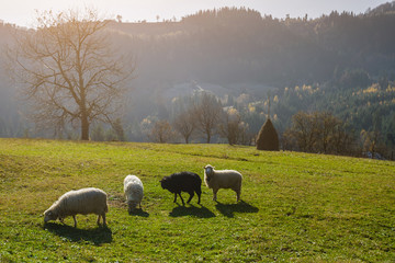 Naklejka premium Grazing sheep on the mountain meadow. Four sheep. Three white an