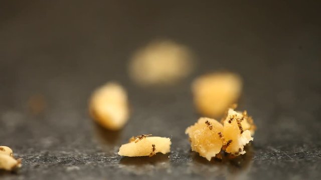 Ants with jaggery