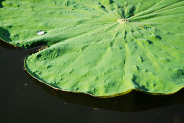 Green lotus leaf in the lake.