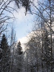 cold winter forest