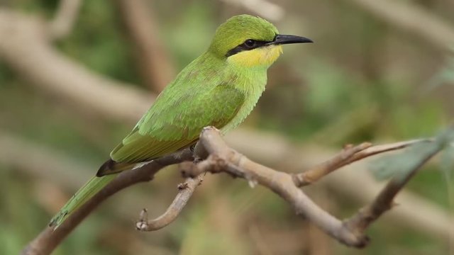 Little green bee Eater- Hd Footage