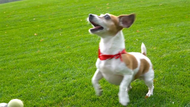 Adorable Agitated young pet excited, gambling playful dog waiting for a toy. Jumping running go away and back. Catching ball and missing it. Natural background.  slow motion video footage