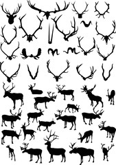 large set of deers and horns on white