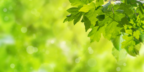 Fototapeta na wymiar Green Background with Leaves