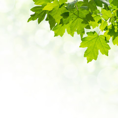 Green Background with Leaves