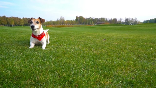 Cute small dog lying on a green grass lawn worried, anxious, waiting impatiently. Licked. Video footage.  Cloudy uniform light . Nature walking with my pet. 