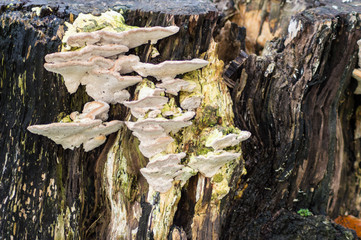 Tree fungus in fall (autumn) in Singleton Park, Swansea, UK