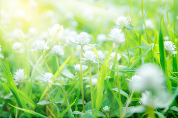 Grass. Fresh green spring grass with dew drops closeup. Sun. Sof