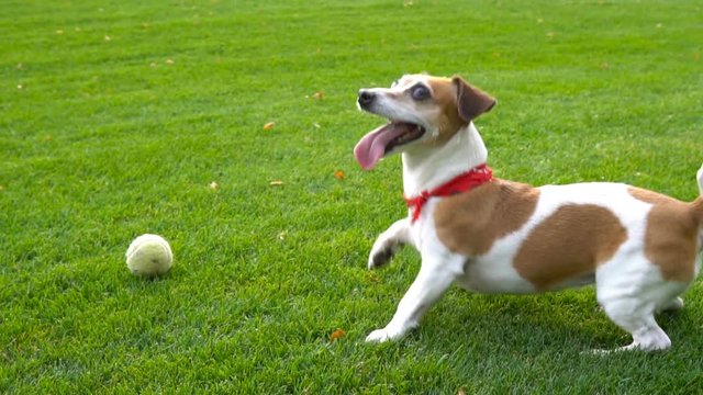 Adorable small dog Jack Russell terrier dancing  jumping want to  play. excited impatience. Active crazy friend pet running for the blue disk toy. seamless endless looped video. side profile view