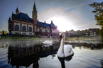 Naklejka premium Couple of swans swimming on the pond of the Peace Palace