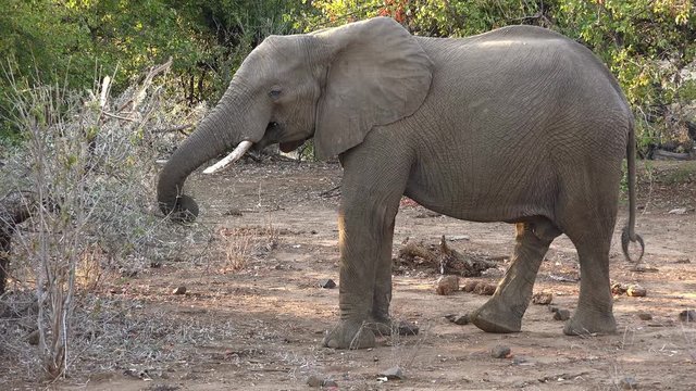 African savanna with Elephants (detailed 4K UHD footage)