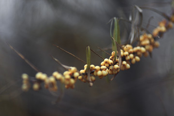 The fruits of sea buckthorn.Sea buckthorn berries have medicinal and healing properties.