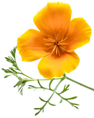 Naklejka premium flower Eschscholzia californica (California poppy, golden poppy, California sunlight, cup of gold) isolated on white background shots in macro lens close-up