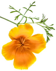 flower Eschscholzia californica (California poppy, golden poppy, California sunlight, cup of gold) isolated on white background shots in macro lens close-up