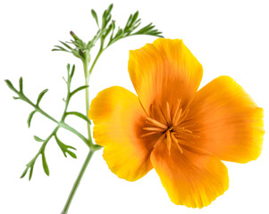 Obraz premium flower Eschscholzia californica (California poppy, golden poppy, California sunlight, cup of gold) isolated on white background shots in macro lens close-up