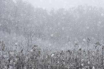 Winter Grass Scene Snow - 127184442