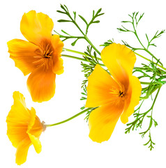 Fototapeta premium flower Eschscholzia californica (California poppy, golden poppy, California sunlight, cup of gold) isolated on white background shots in macro lens close-up