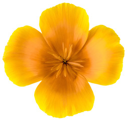 Fototapeta na wymiar flower Eschscholzia californica (California poppy, golden poppy, California sunlight, cup of gold) isolated on white background shots in macro lens close-up