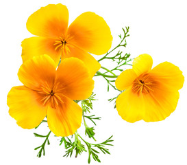Naklejka premium flower Eschscholzia californica (California poppy, golden poppy, California sunlight, cup of gold) isolated on white background shots in macro lens close-up