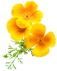 Fototapeta premium kwiat Eschscholzia californica (mak kalifornijski, złoty mak, kalifornijskie światło słoneczne, filiżanka złota) na białym tle zdjęcia w makroobiektyw z bliska