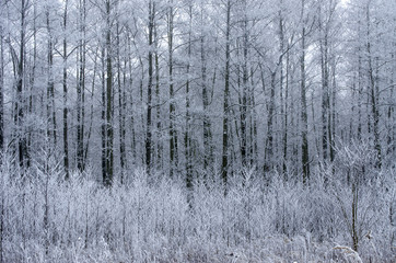 Winter Trees Scene - 127184855