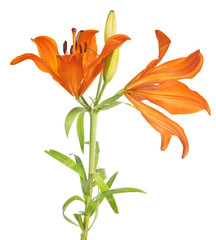 orange lily with two blooms on green stem