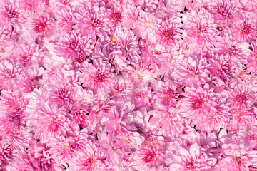Obraz premium Rosa Blumenhintergrund
