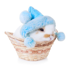 White bunny in a basket  isolated on white background