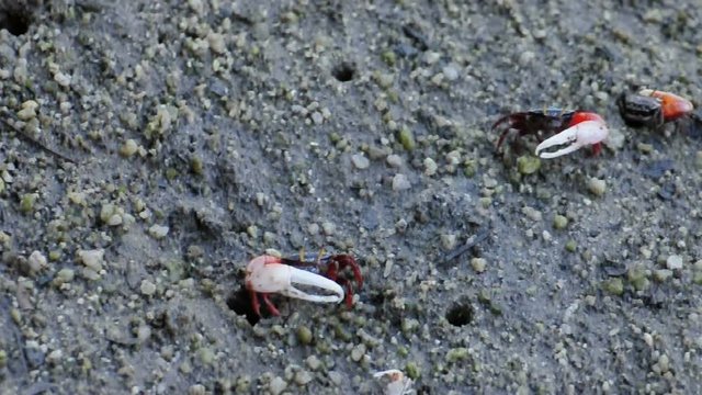 Male fiddler crabs walking at mangrove forest, Thailand. (HD footage no sound)