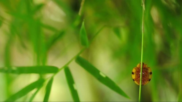 Ladybug climbing bamboo leaf up. (HD footage no sound)